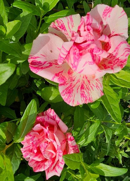  - Trandafiri 2023 3 2024