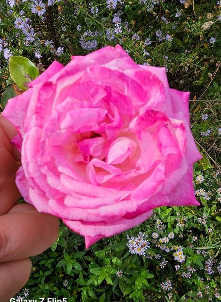  - Trandafiri 2023 3 2024