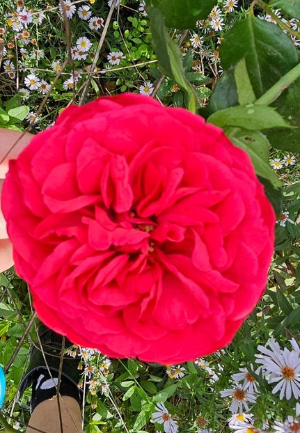  - Trandafiri 2023 3 2024