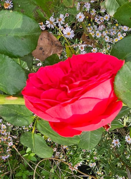  - Trandafiri 2023 3 2024