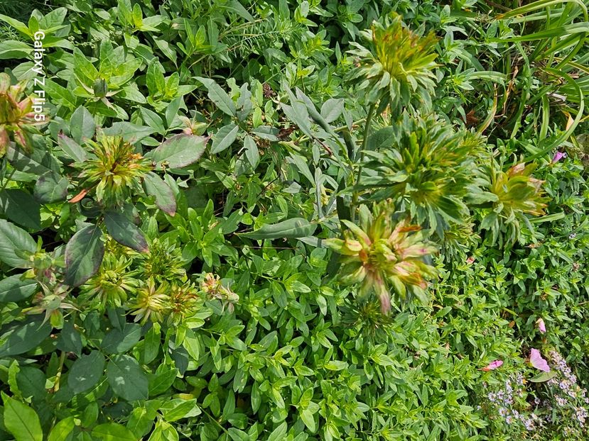  - Trandafiri 2023 3 2024