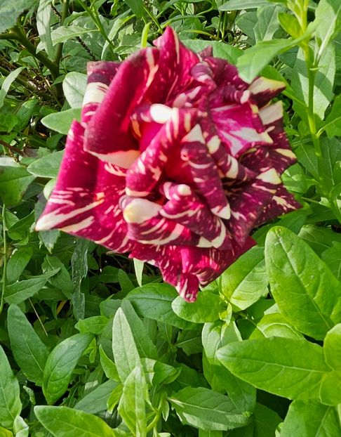  - Trandafiri 2023 3 2024