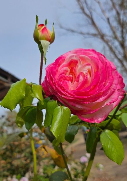  - Trandafiri 2023 3 2024