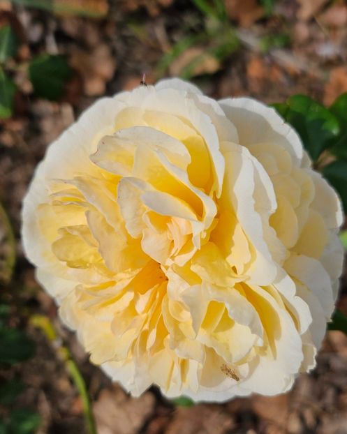  - Trandafiri 2023 3 2024