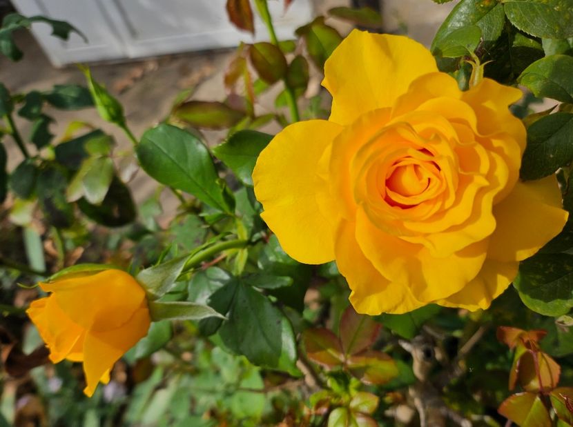  - Trandafiri 2023 3 2024