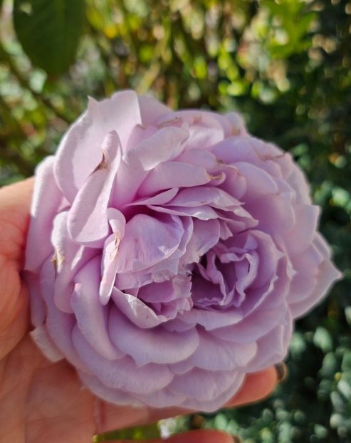  - Trandafiri 2023 3 2024