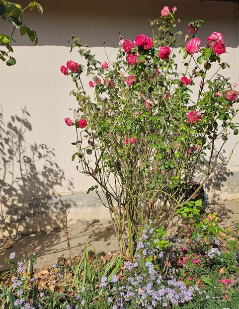  - Trandafiri 2023 3 2024