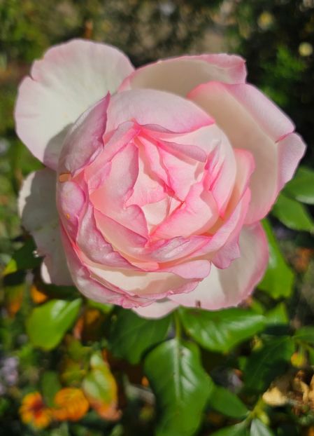  - Trandafiri 2023 3 2024