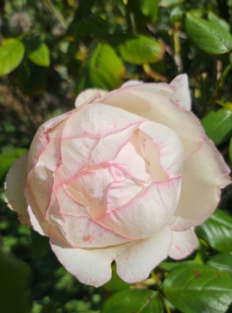  - Trandafiri 2023 3 2024