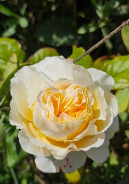  - Trandafiri 2023 3 2024