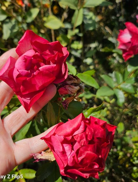  - Trandafiri 2023 3 2024