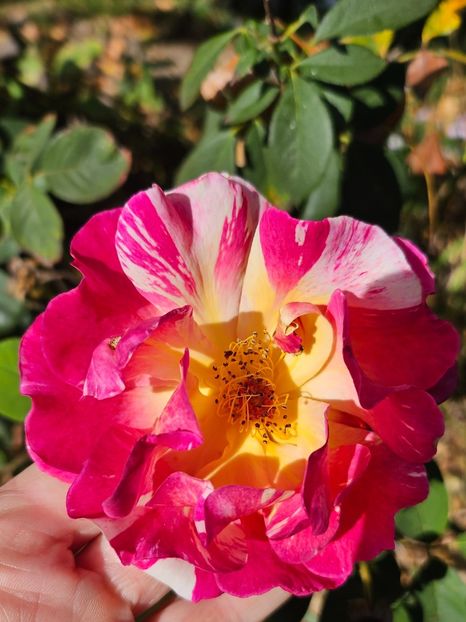  - Trandafiri 2023 3 2024