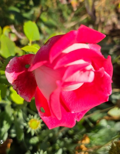  - Trandafiri 2023 3 2024