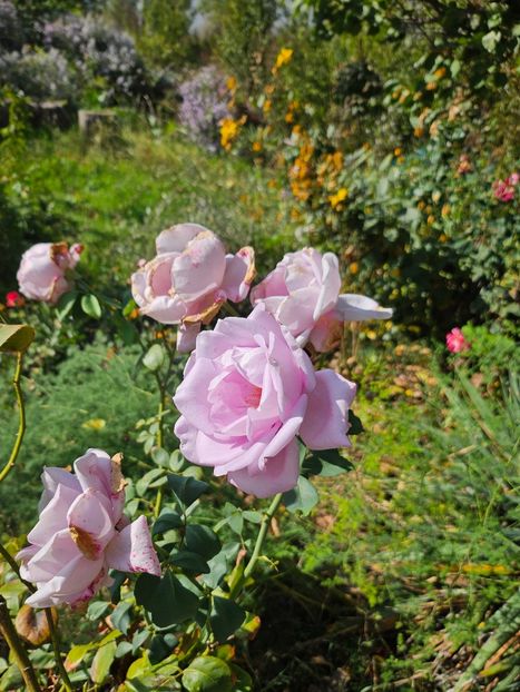  - Trandafiri 2023 3 2024