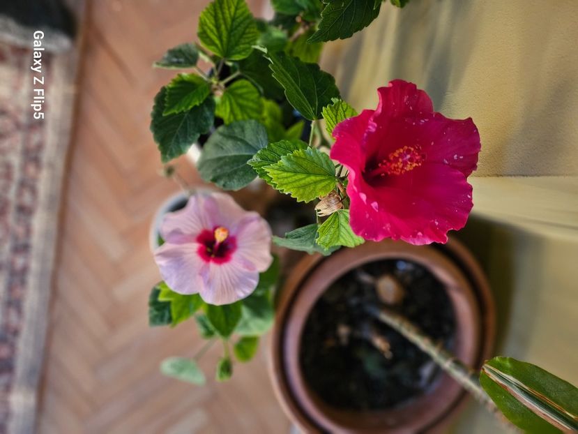  - Hibiscus