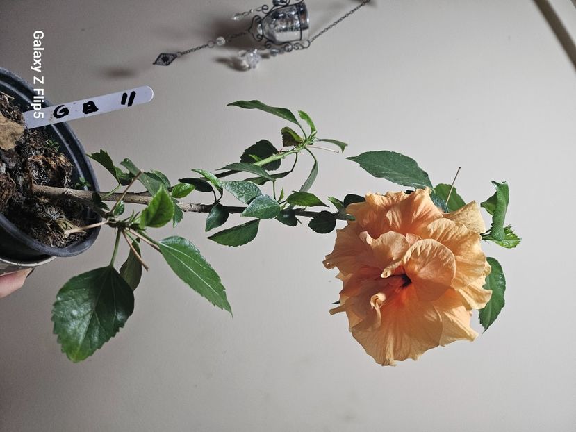  - Hibiscus