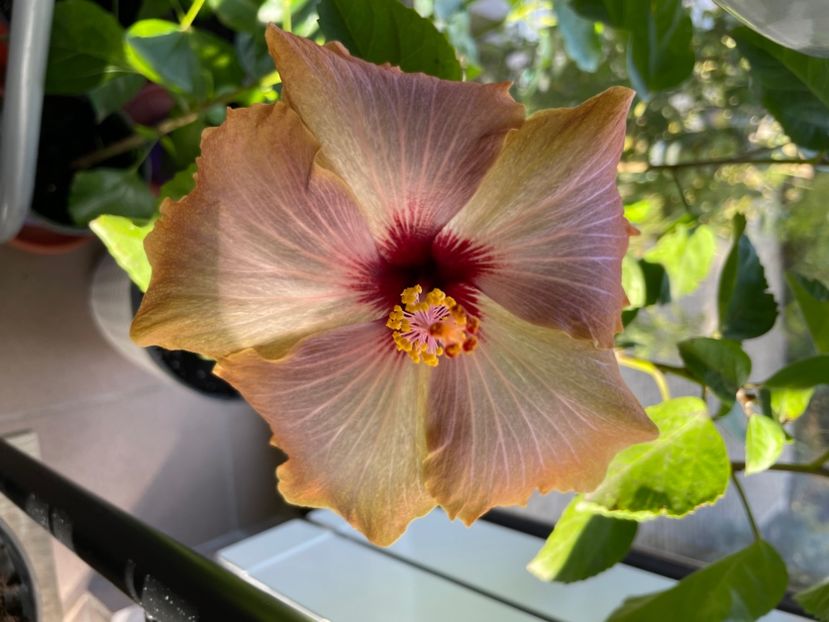  - 001 - Hibiscusi 2024 - 2