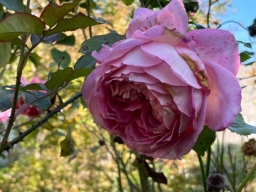  - 001 Trandafiri 2024