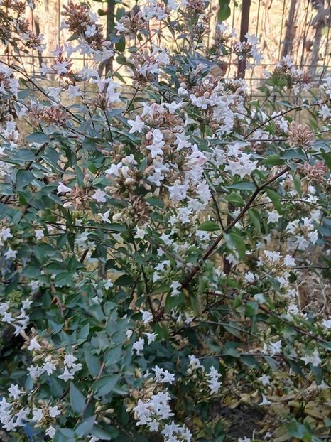  - 0 Abelia grandiflora