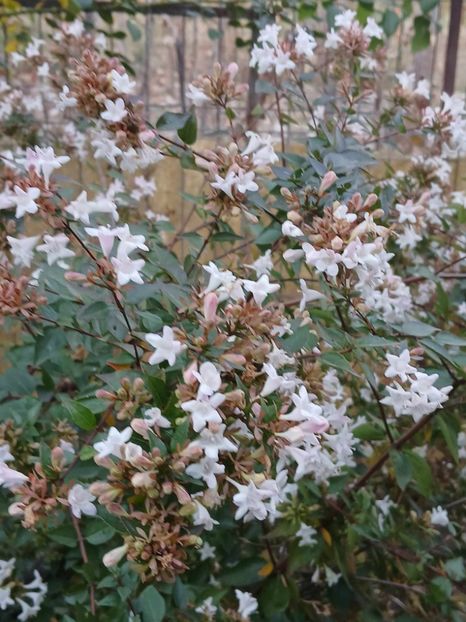  - 0 Abelia grandiflora