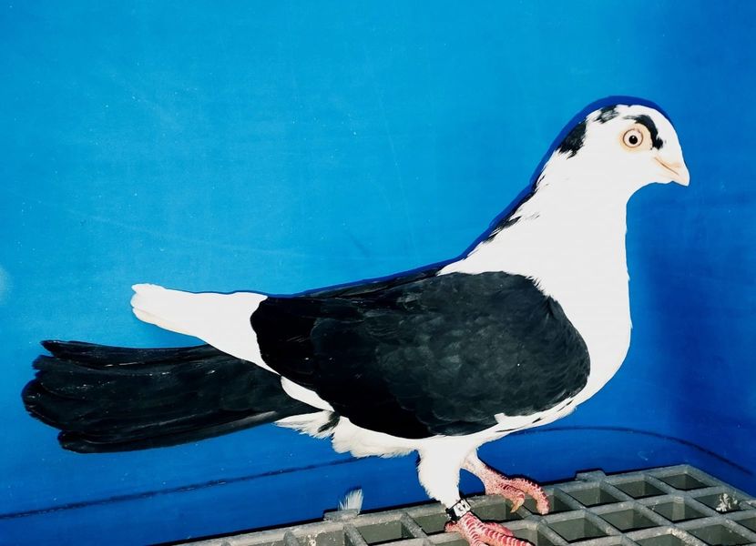 4326  Femelă  2024 - Plecați ALBUM 4