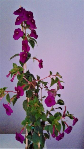 - achimenes Jenifer Goode iem 1985
