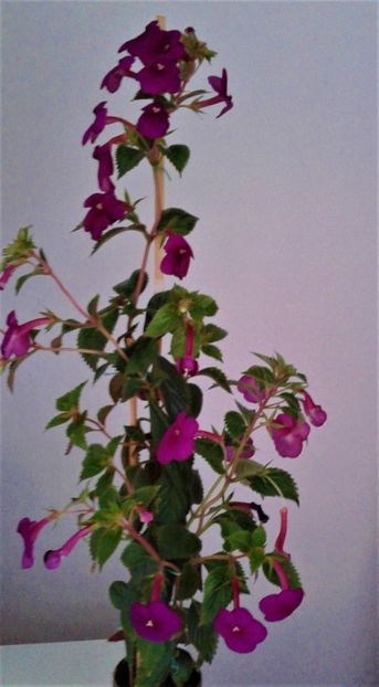  - achimenes Jenifer Goode iem 1985