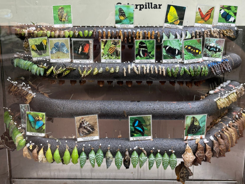  - Butterfly Gardens 2024