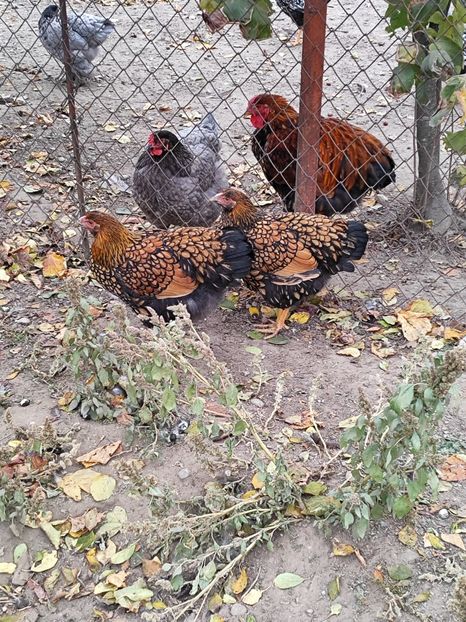  - Wiandotte auriu 2024