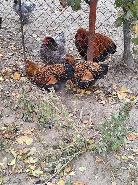  - Wiandotte auriu 2024