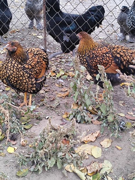  - Wiandotte auriu 2024