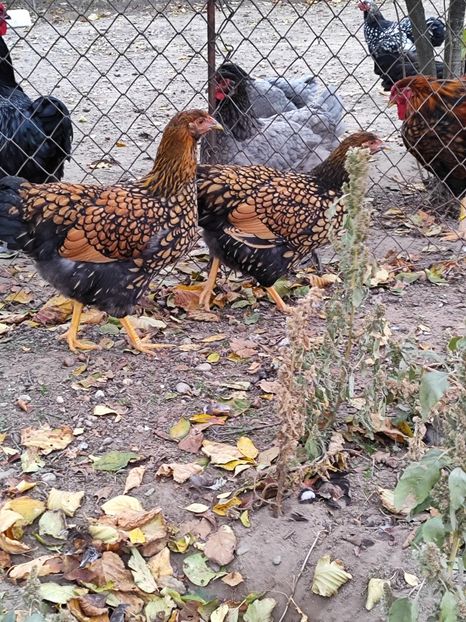  - Wiandotte auriu 2024