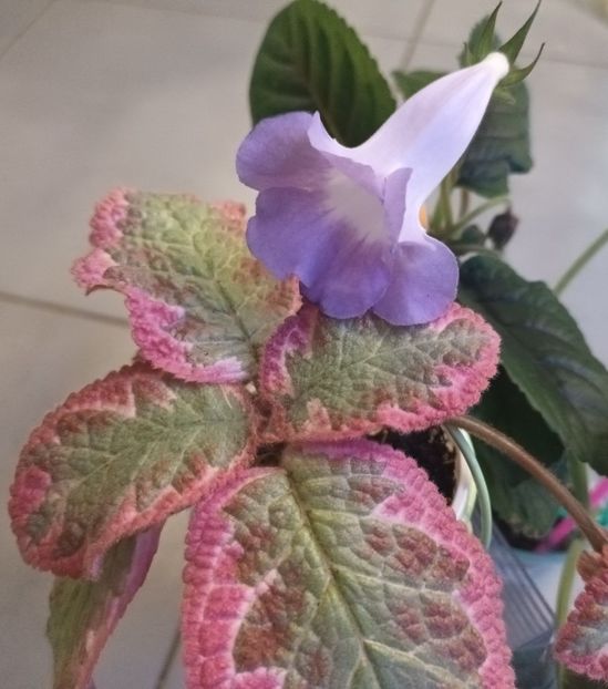  - Printre Gesneriaceae