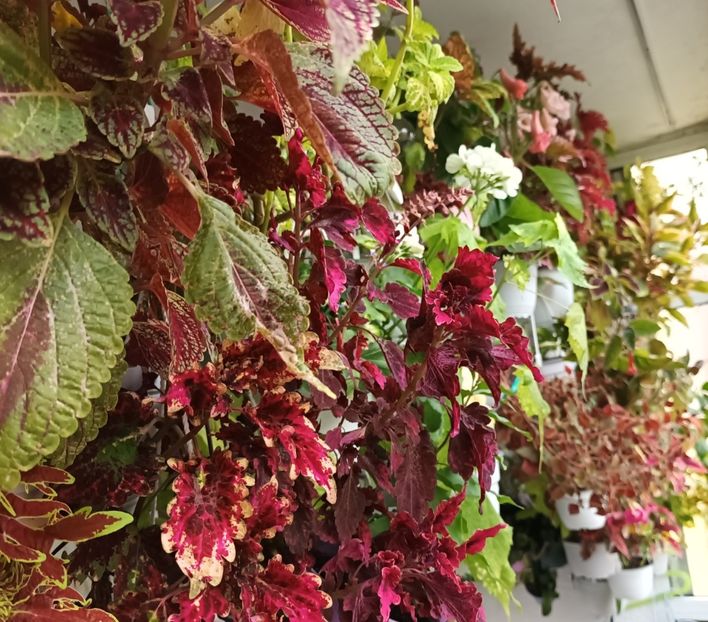  - Grădinița din balcon