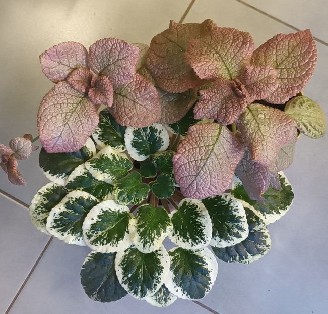  - Printre Gesneriaceae