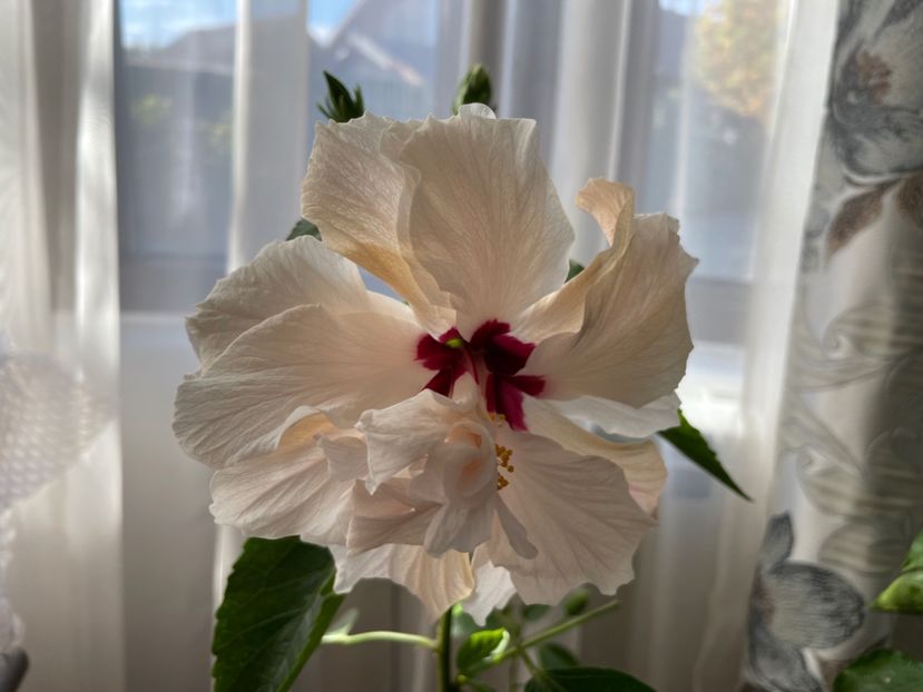  - Clasici - Apricot Dublu și Alb Dublu