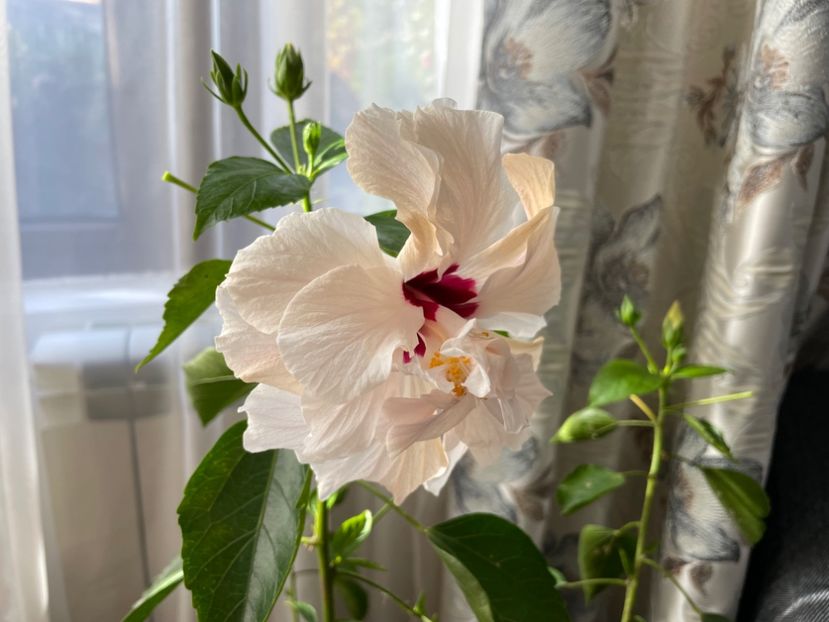  - Clasici - Apricot Dublu și Alb Dublu