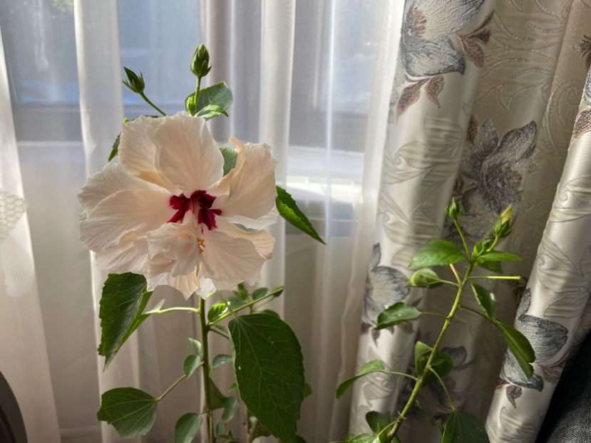  - Clasici - Apricot Dublu și Alb Dublu