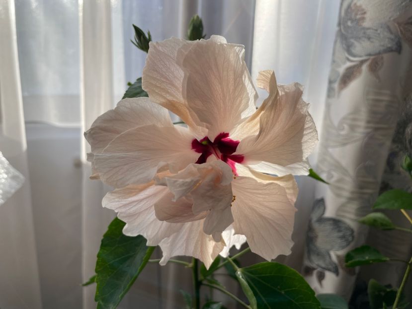  - Clasici - Apricot Dublu și Alb Dublu