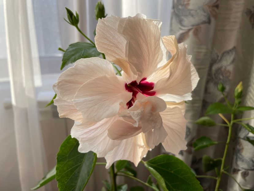  - Clasici - Apricot Dublu și Alb Dublu