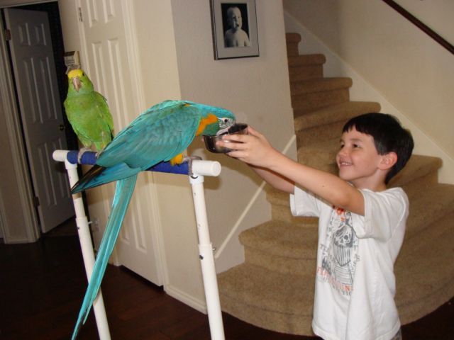 baby parrot and boy