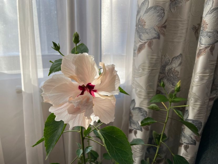  - Clasici - Apricot Dublu și Alb Dublu