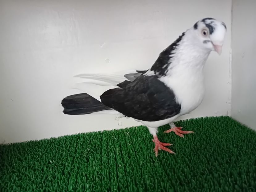  - JUCATORI DE GALATi DE VINZARE