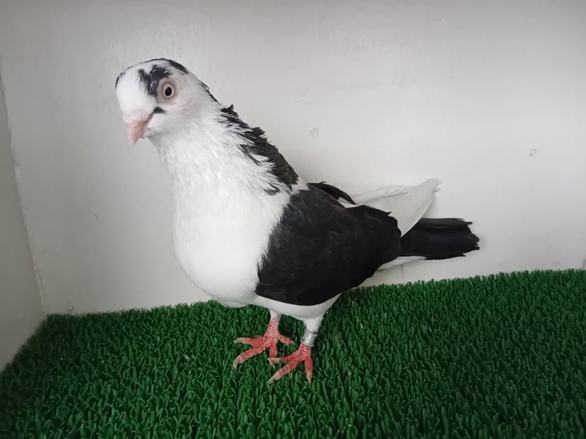  - JUCATORI DE GALATi DE VINZARE