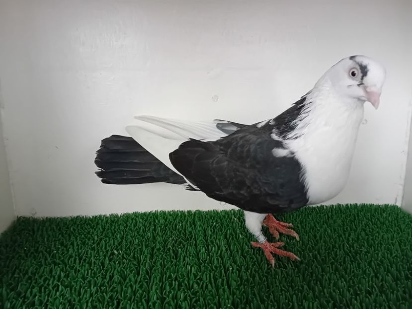 F2 - JUCATORI DE GALATi DE VINZARE