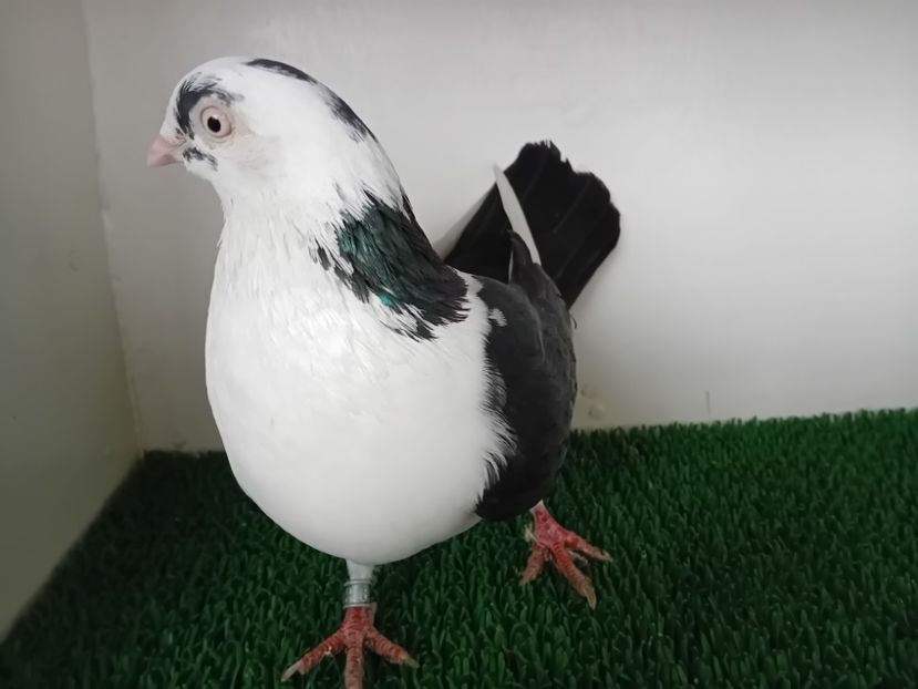  - JUCATORI DE GALATi DE VINZARE