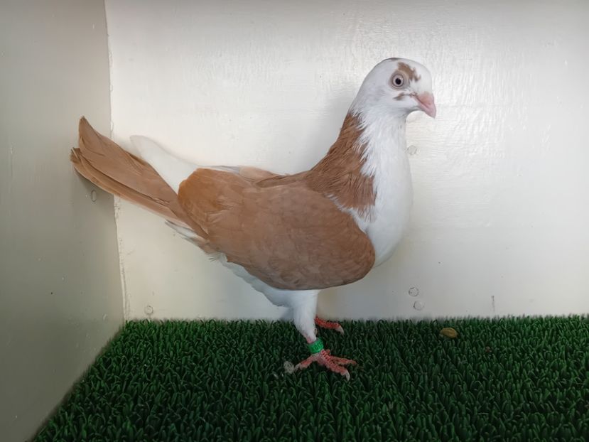  - JUCATORI DE GALATi DE VINZARE