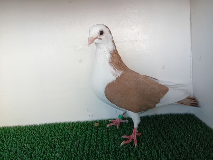  - JUCATORI DE GALATi DE VINZARE