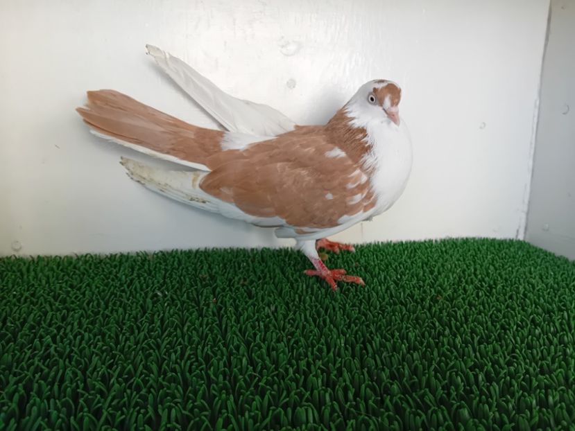  - JUCATORI DE GALATi DE VINZARE