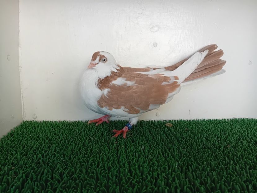  - JUCATORI DE GALATi DE VINZARE